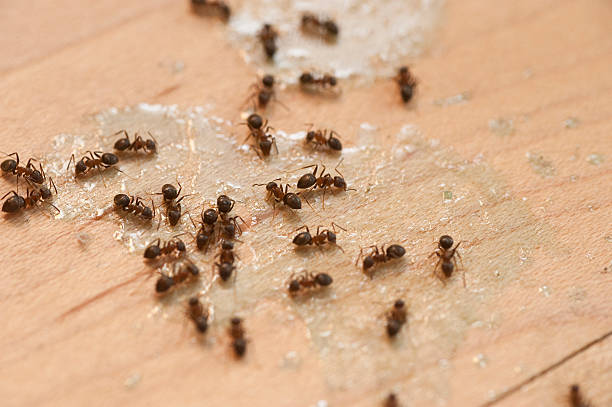 Best Pest Removal Services  in Greenville, MI
